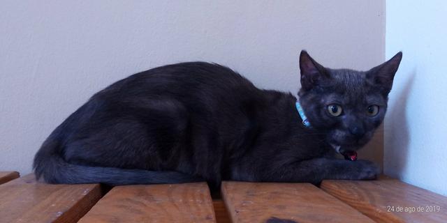 Adoção filhotes gatos