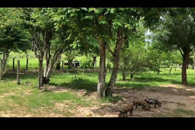 Vendo fazenda 300 alqueires (Margeando o Asfalto) - Foto 10