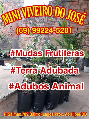 Mudas frutiferas variadas