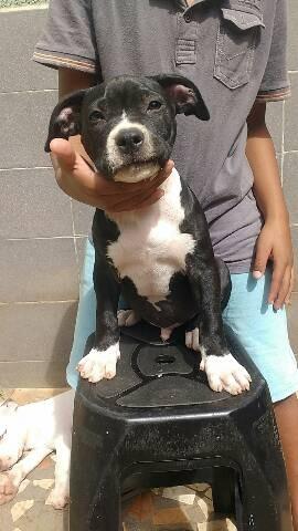 Filhotes de Pit Bull disponíveis - Foto 2