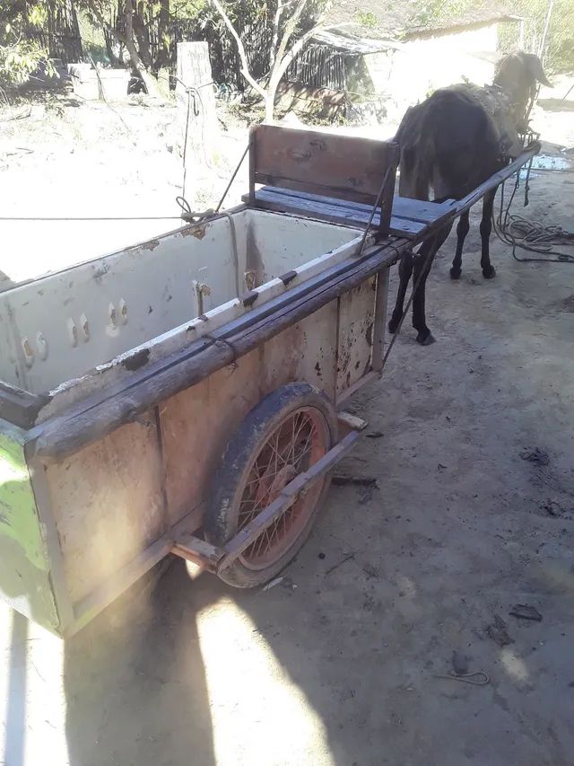 Três jumentas e a carrocinha pra vender - Foto 2