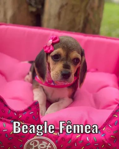 Beagle fêmea 