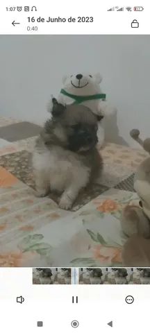 FILHOTES LULU DA POMERÂNIA 