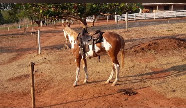 Vendo cavalo Painthorse PO Registrado (sólido com frente aberta) - Cavalos  e acessórios - Praia do Canto, Vitória 1256500999