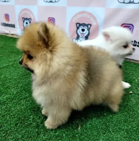 Spitz Alemão - Pedigree CBKC - 10x s juros - Foto 2