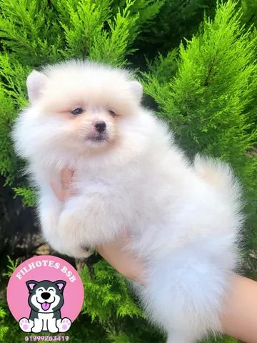 Spitz Alemão - Pedigree CBKC - 10x s juros - Foto 4