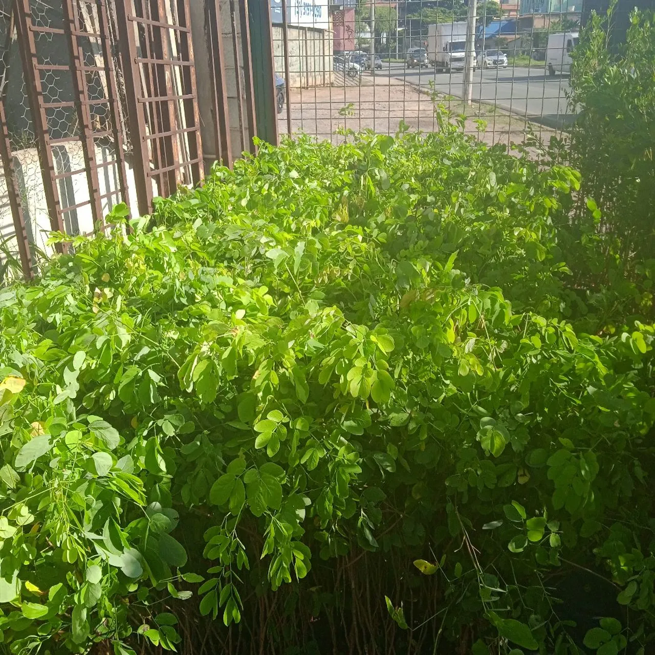Mudas de sansao  do campo grande