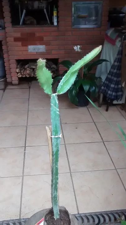 Mudas de Pitaya Vermelha Polpa Branca ou Vermelha - Guarulhos - Foto 6