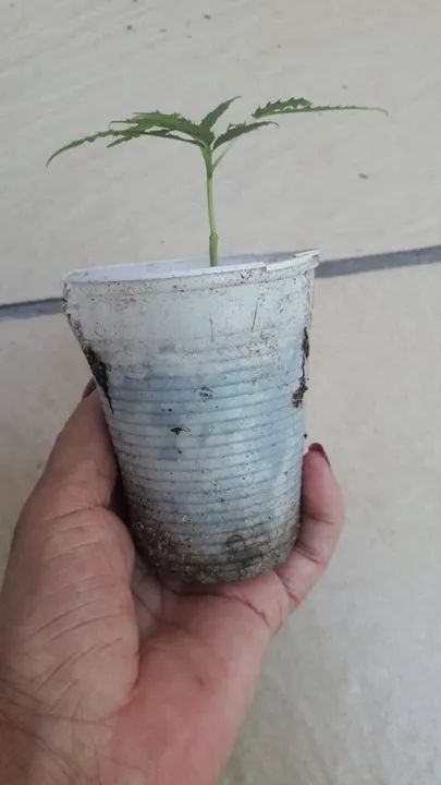 Sementes de Cajarana para caqueiro ou jardim  - Foto 6