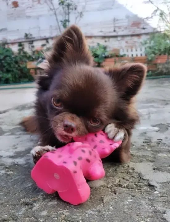 Chihuahua  - Foto 2