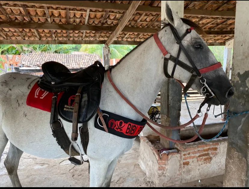 Égua mangalarga machador - Foto 4