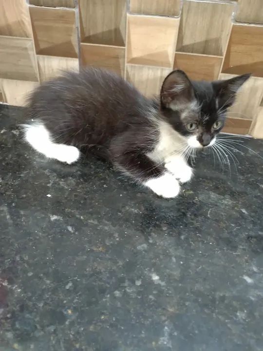 Gatinha disponível para adoção - Foto 4