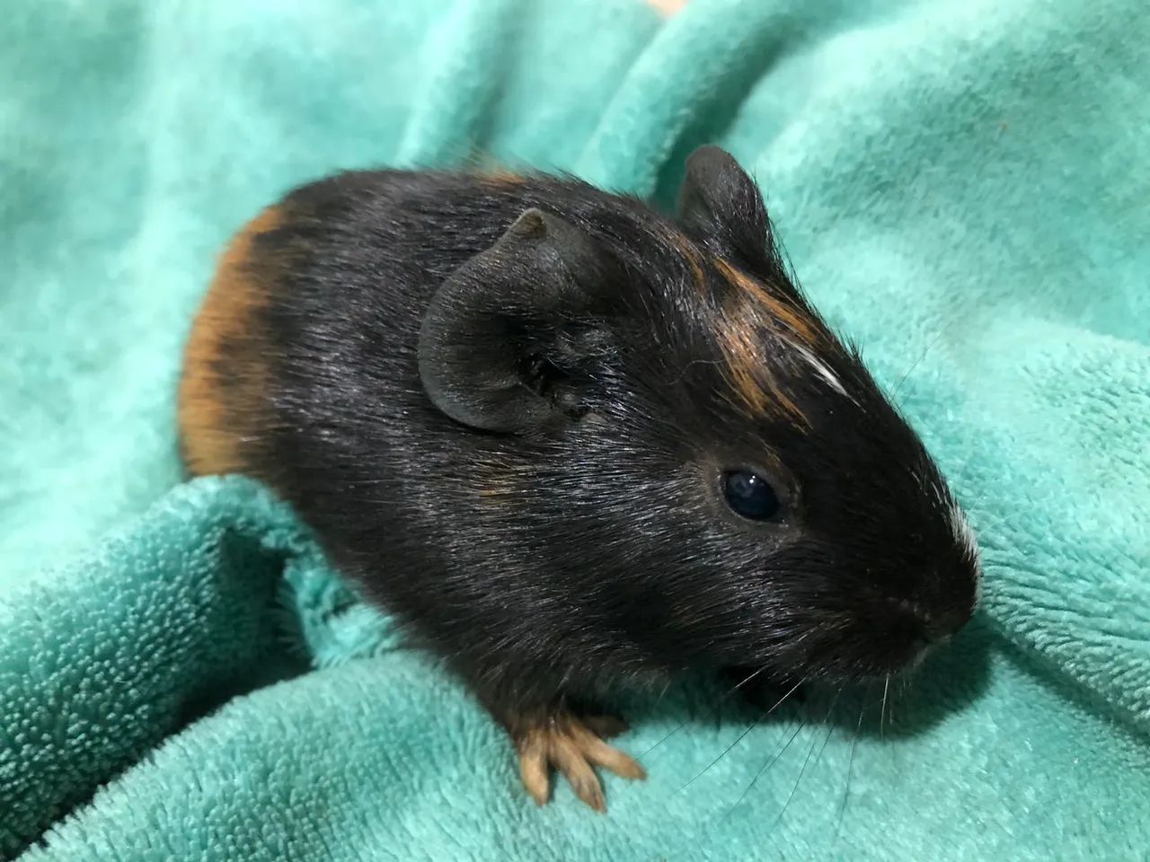 Porquinho da índia preá raro - Foto 2