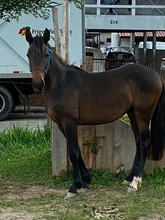 Vendo ou troco por mangalarga marchador 