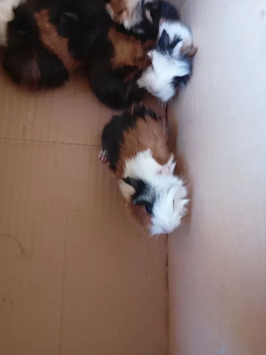 Prea - porquinhos da Índia  - Foto 6