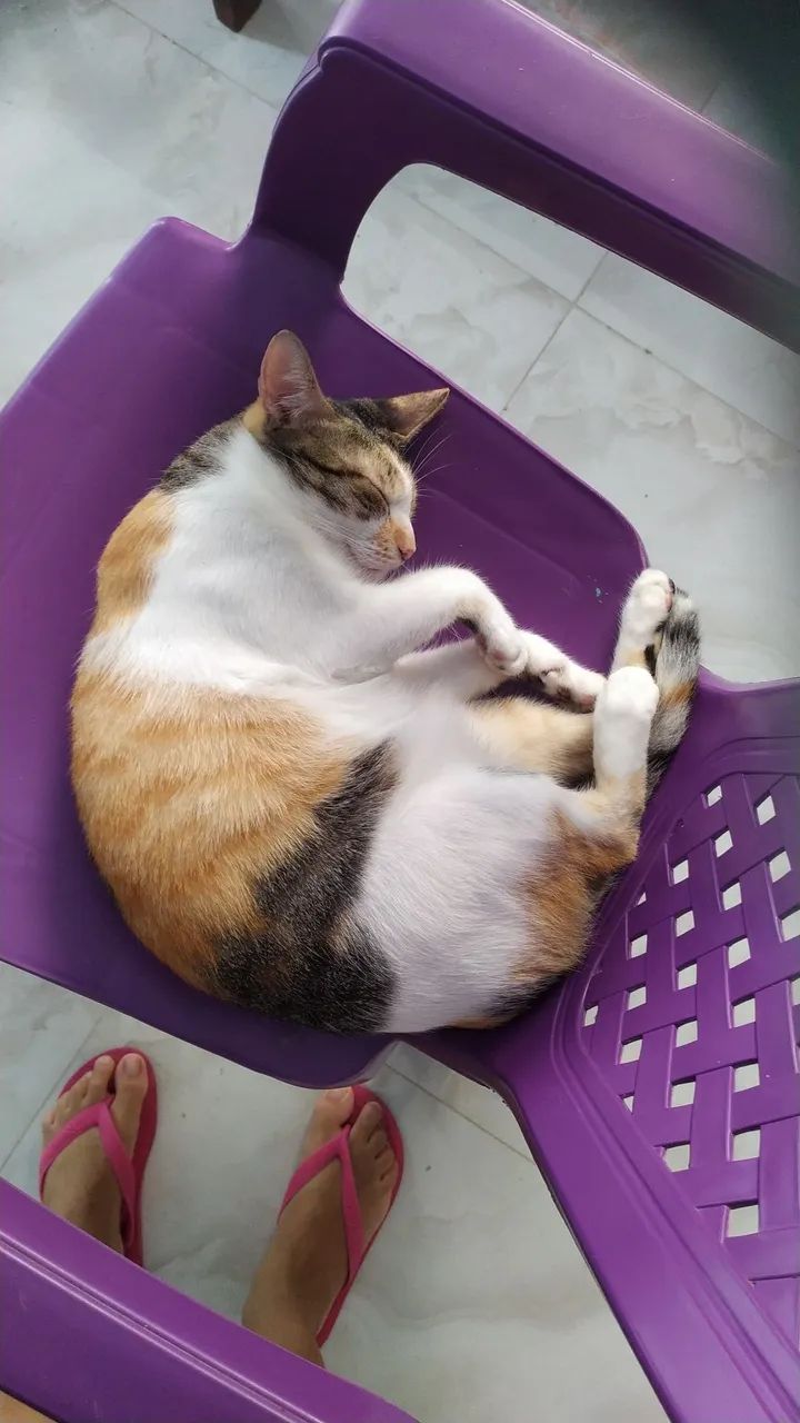 Gatinha tricolor para  Adoção