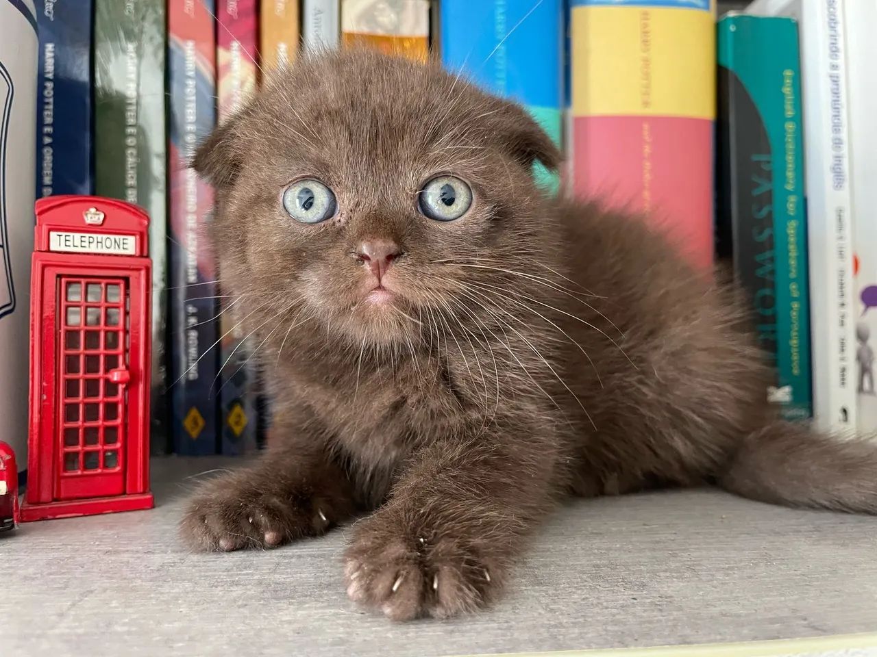 Gatinhos Scottish Fold Cinza, Black, chocolate  - Foto 5