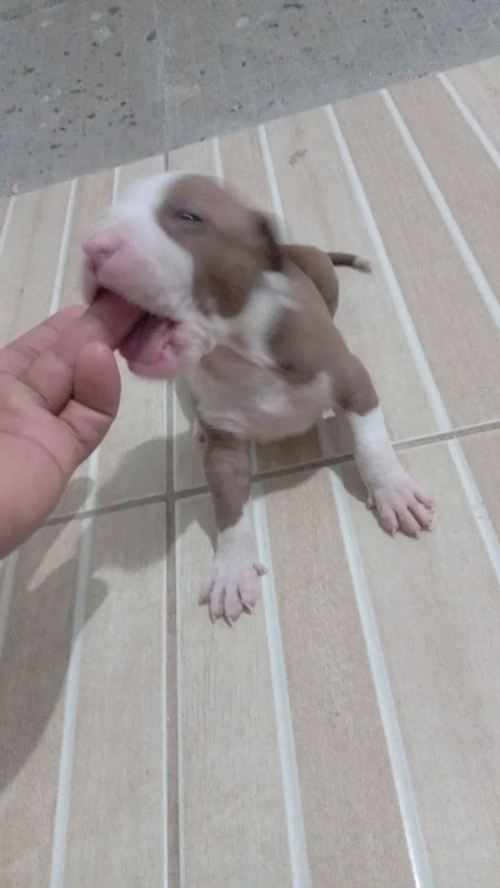 Filhotes de Pitbull - Foto 3
