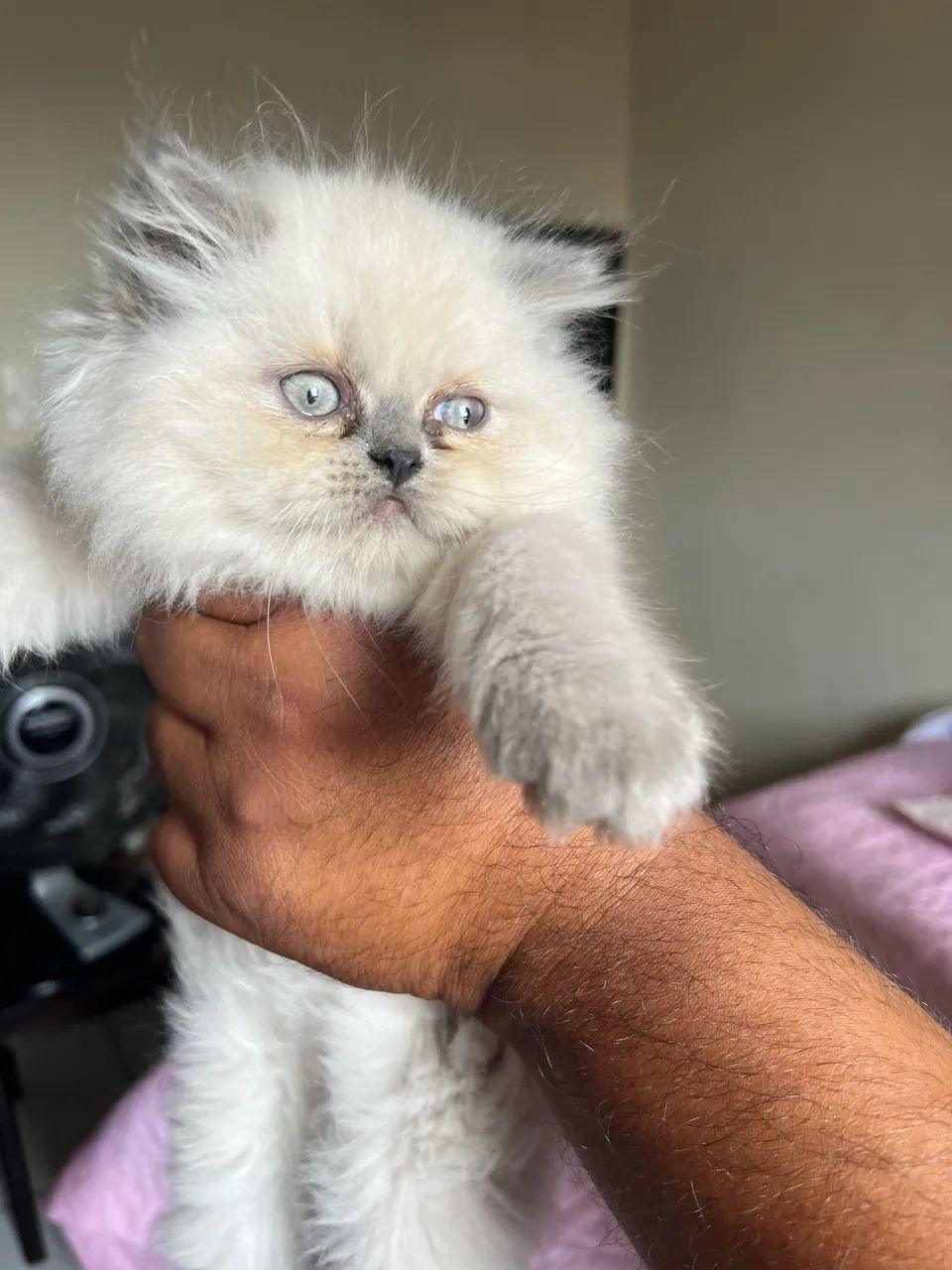 Filhote gato persa  - Foto 2