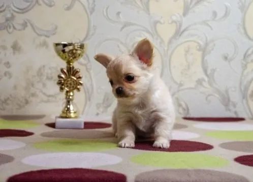 Chihuahua Mini Macho Esperto e Brincalhão