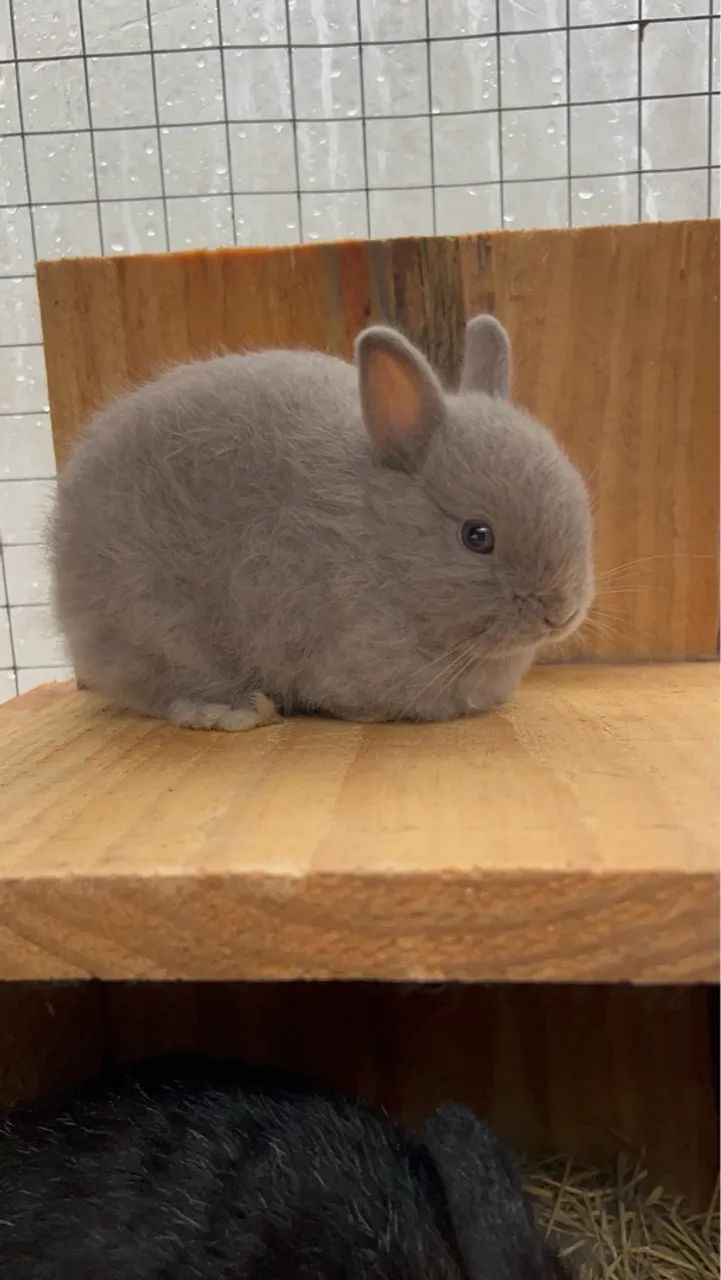 Coelho anão Netherland dwarf linhagem importada 