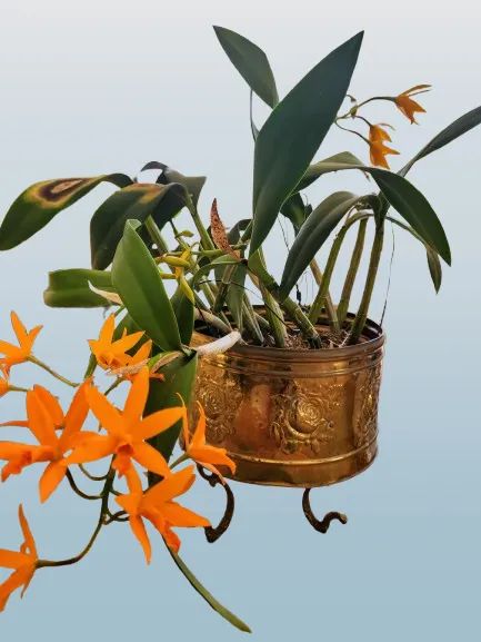 Vaso cachepô dourado - Foto 2