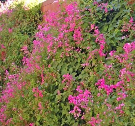 Amor Agarradinho,Planta Ornamental em Balde - Foto 2
