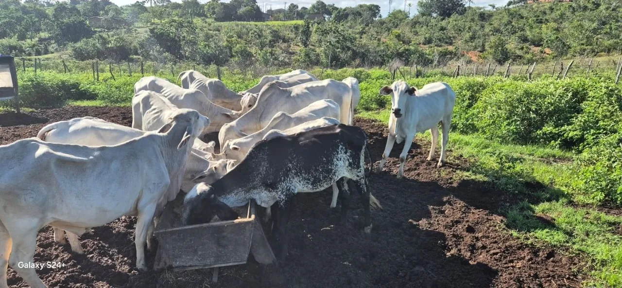 Vendo bezerras, novilhas e garrotes