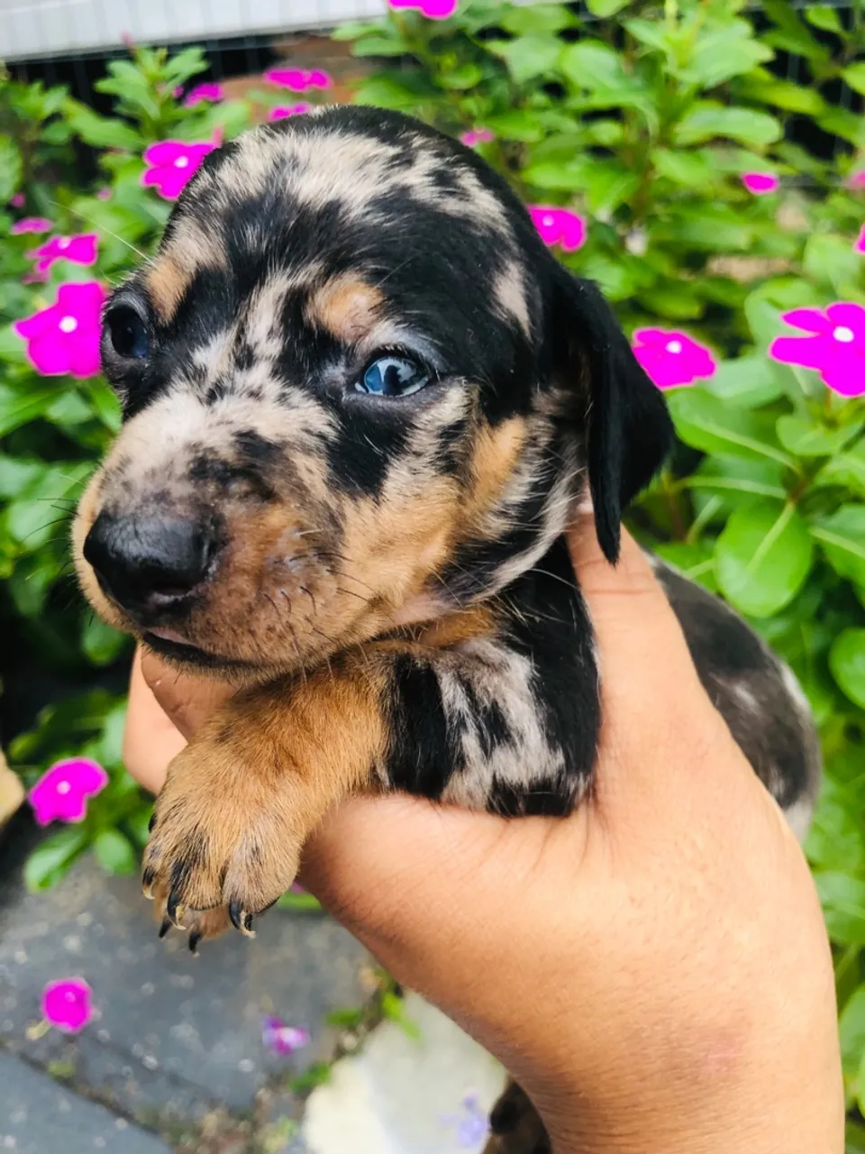 Filhote Daschunds miniatura 