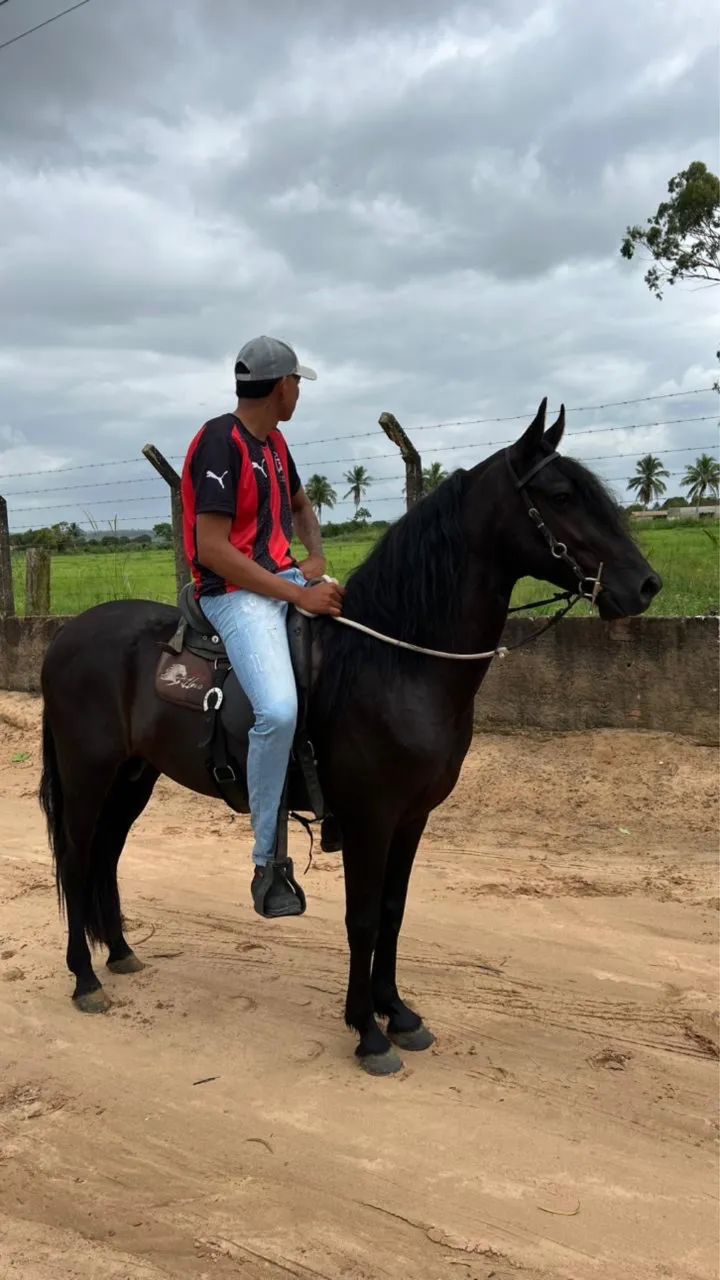 Cavalo preto Mangalarga - Foto 3