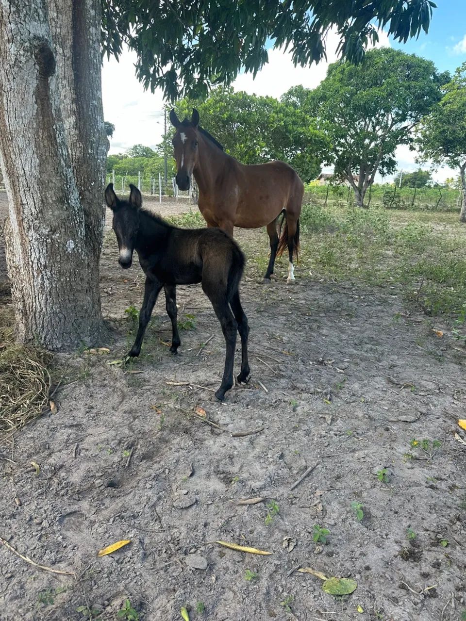 Égua mangalarga e burrinho preto - Foto 3