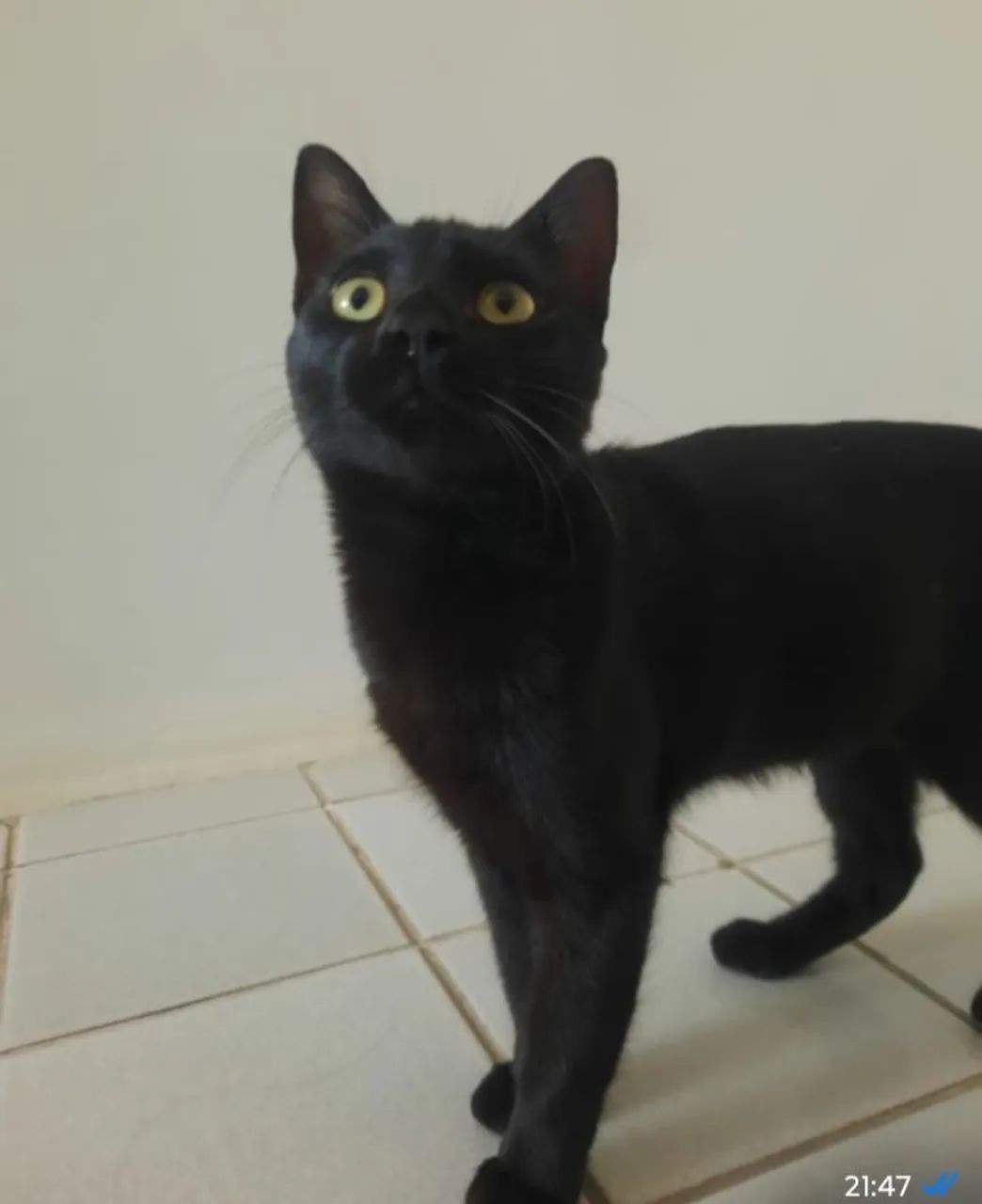 Dois Gatinhos um preto e outro preto e  branco disponível para adoção - Foto 3