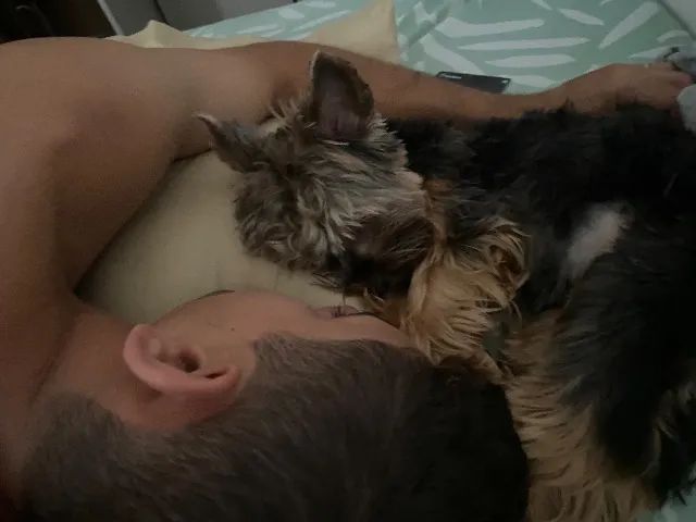 Yorkshire macho para acasalar  - Foto 3