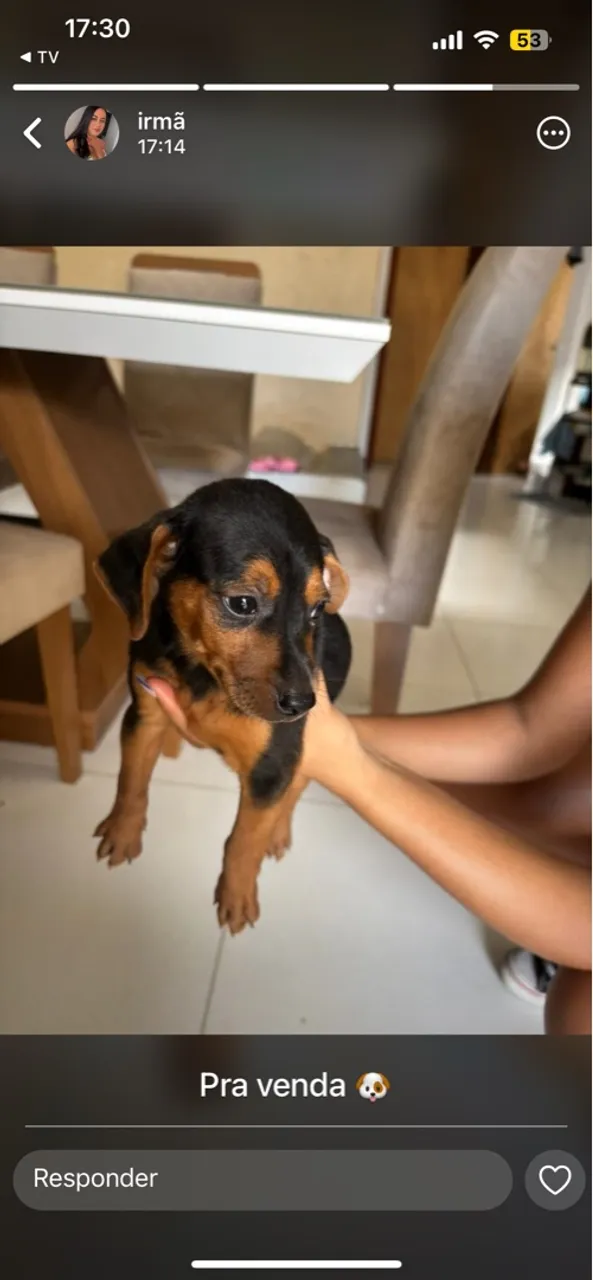 Filhote Pinscher para venda