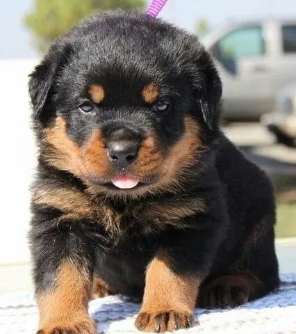 Lindos Rottweiler  