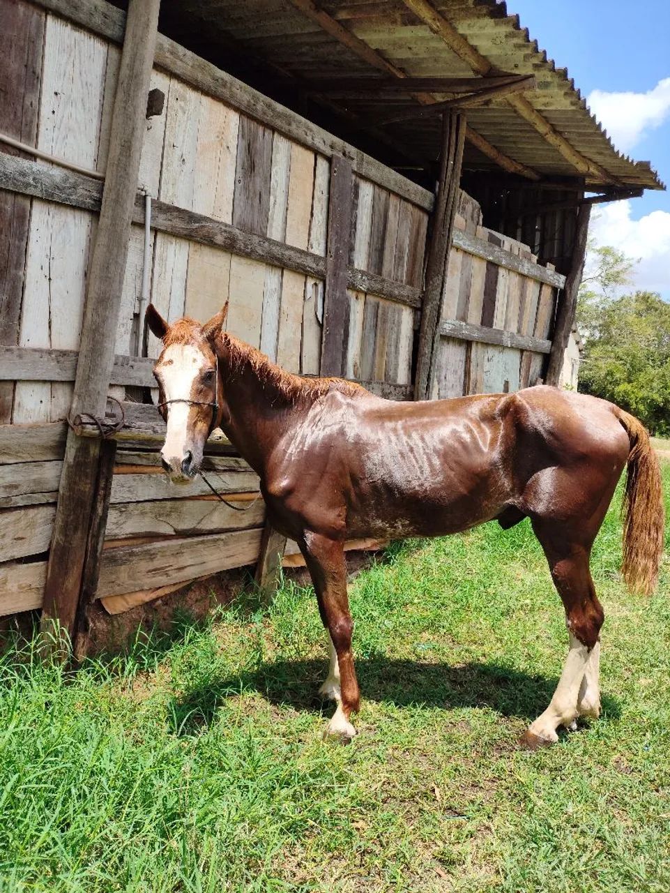 Mangalarga Paulista pisador! Cavalo manso porém quente 9 anos limpo de defeito castrado 