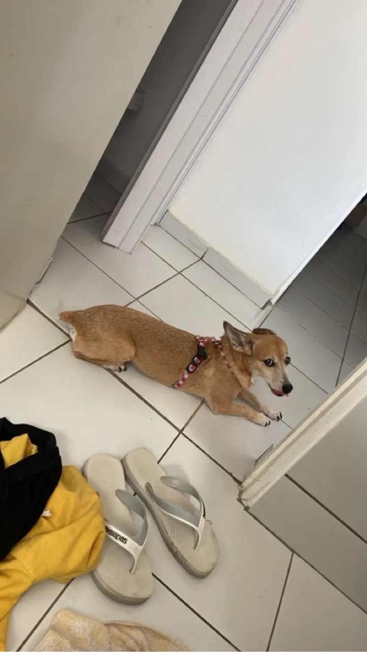 Cachorro para Adoção