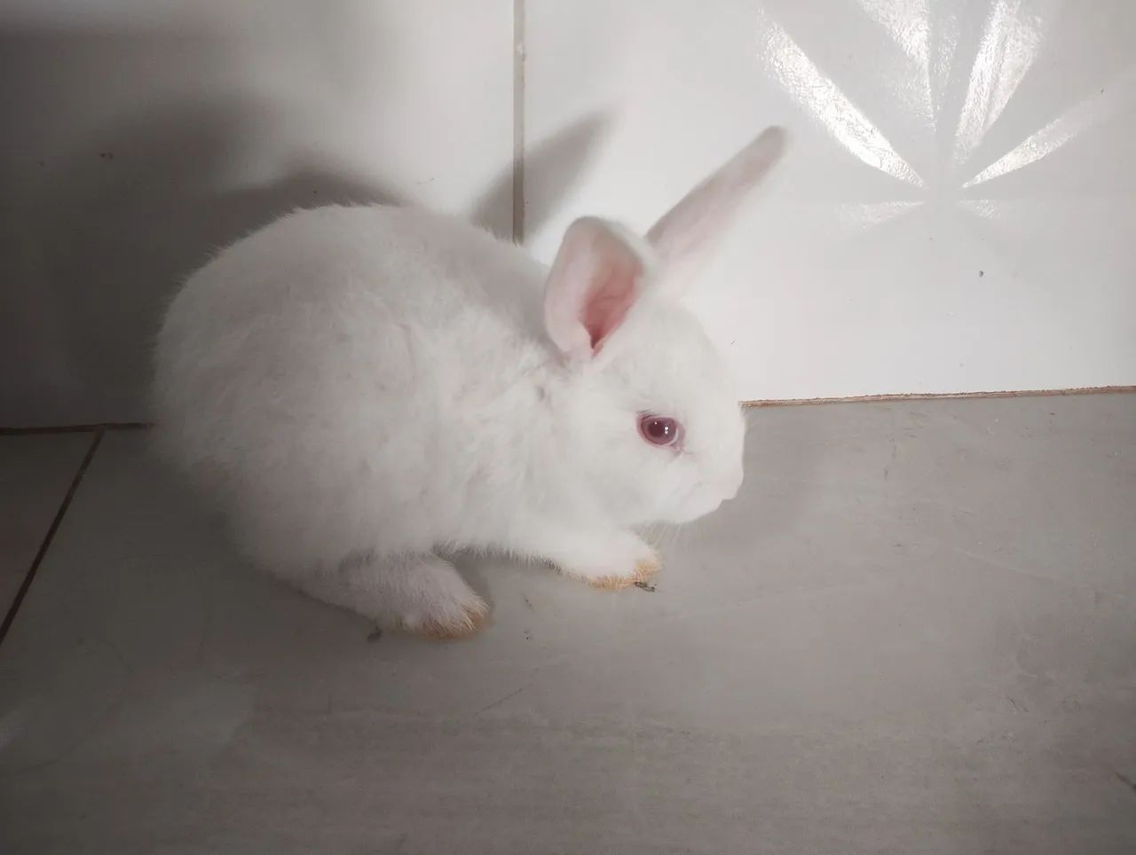 Coelhinho branco fofinho 50 reais