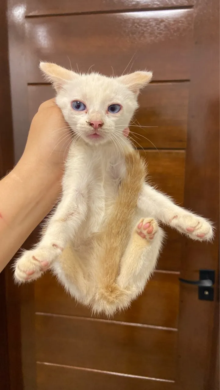 Gatinha para doação