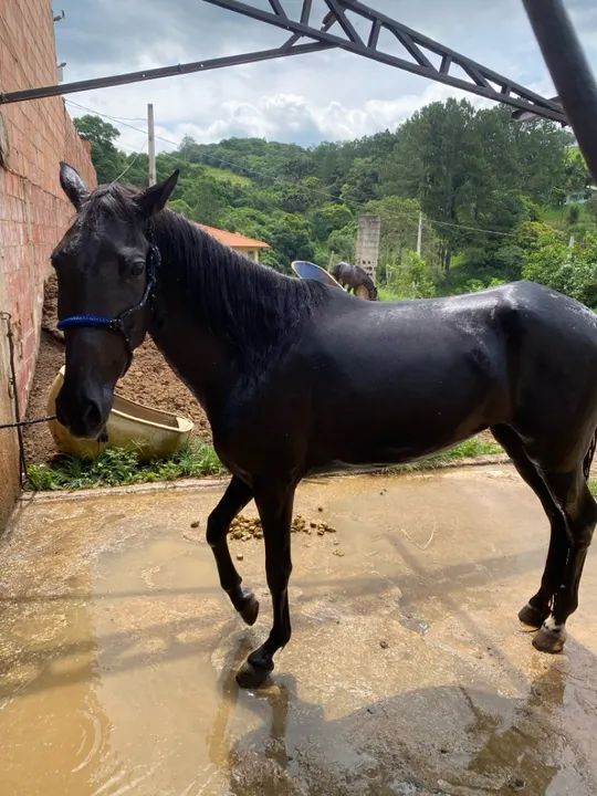 Vendo égua inglesa de charrete  - Foto 5