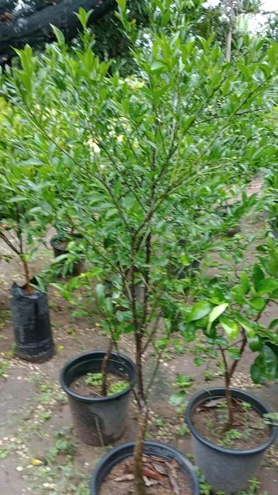 Temos mudas de laranja, tangerina, limão e várias frutíferas  - Foto 4