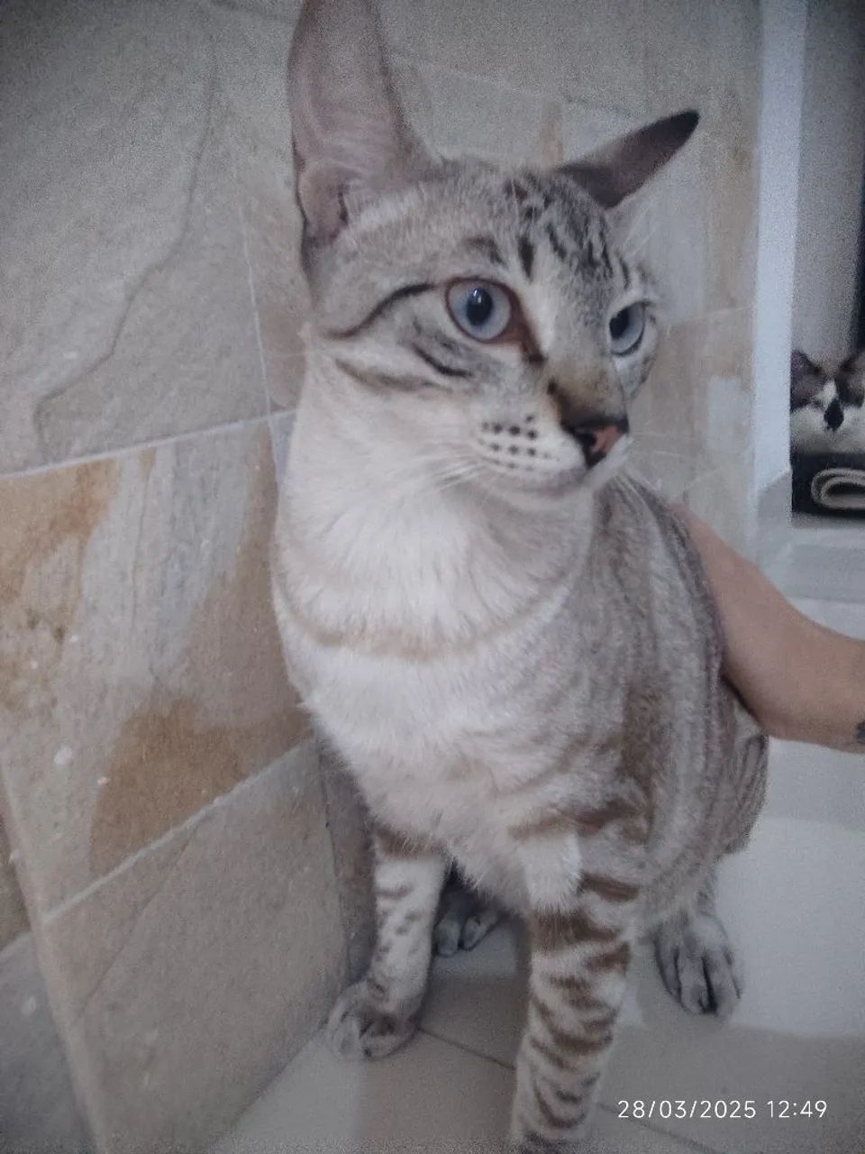 Gato lindo e carinhoso - Foto 3