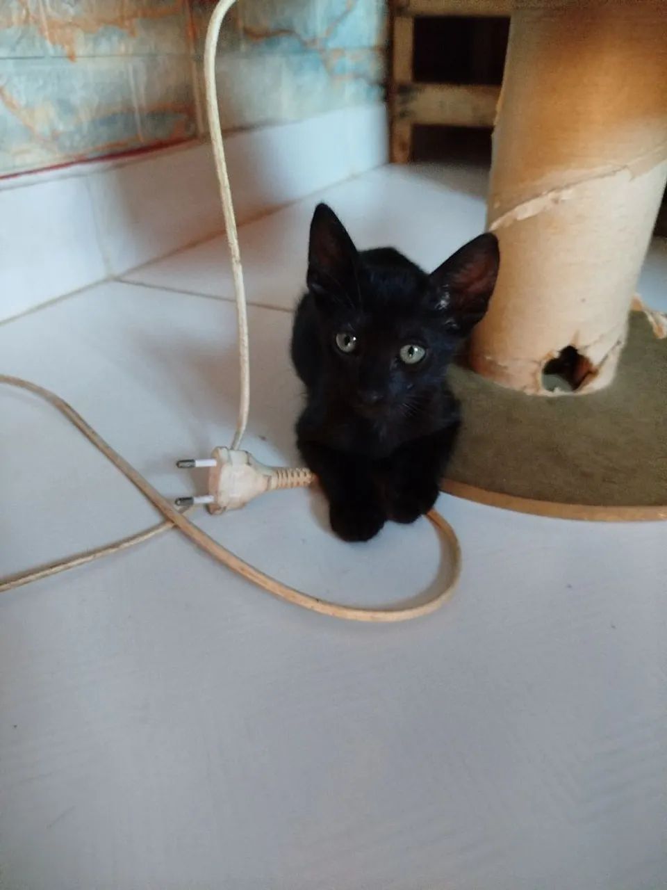 Gatinha tricolor disponível para adoção - Foto 2