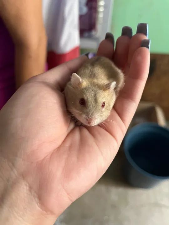 Doando hamster  - Foto 2