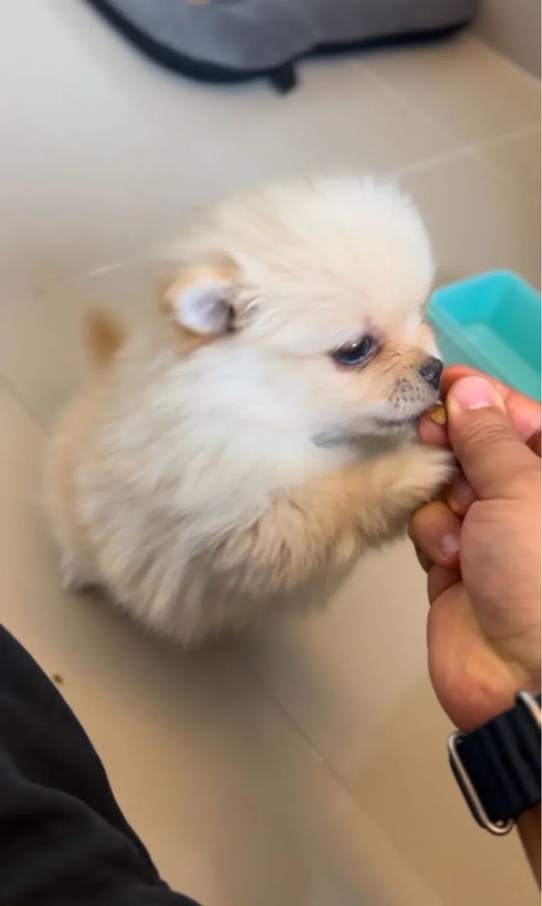 Lulu da Pomerânia - spitz alemão - Foto 2