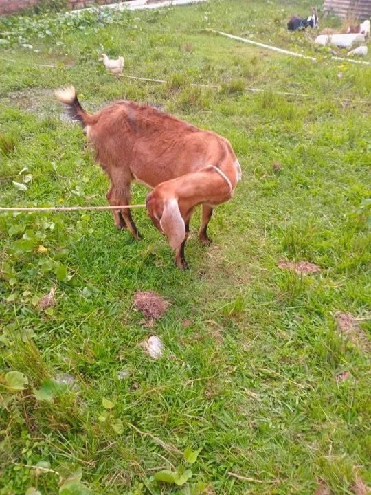 Cabra de leite - Foto 2