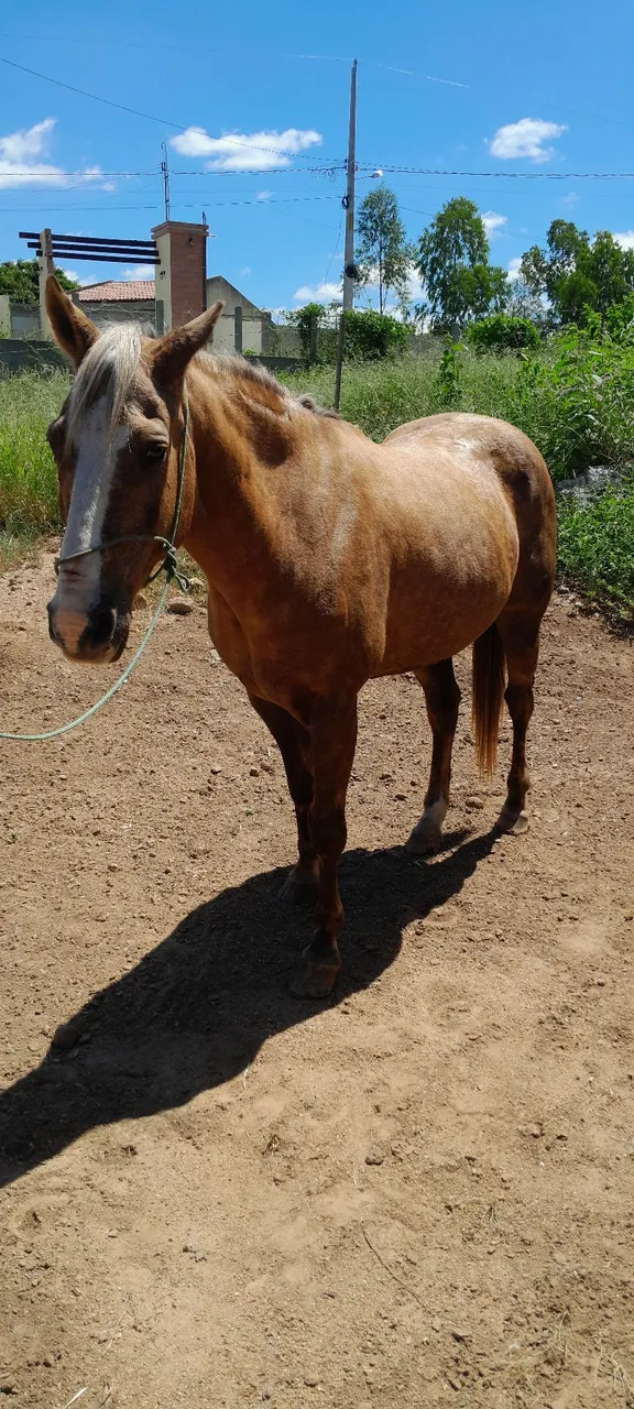 Cavalo para vender ou trocar 