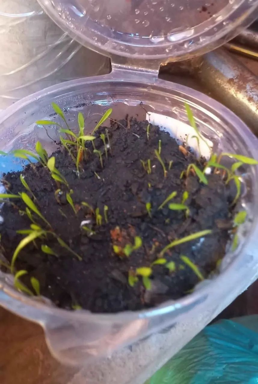 Semente de capim Andropogon 