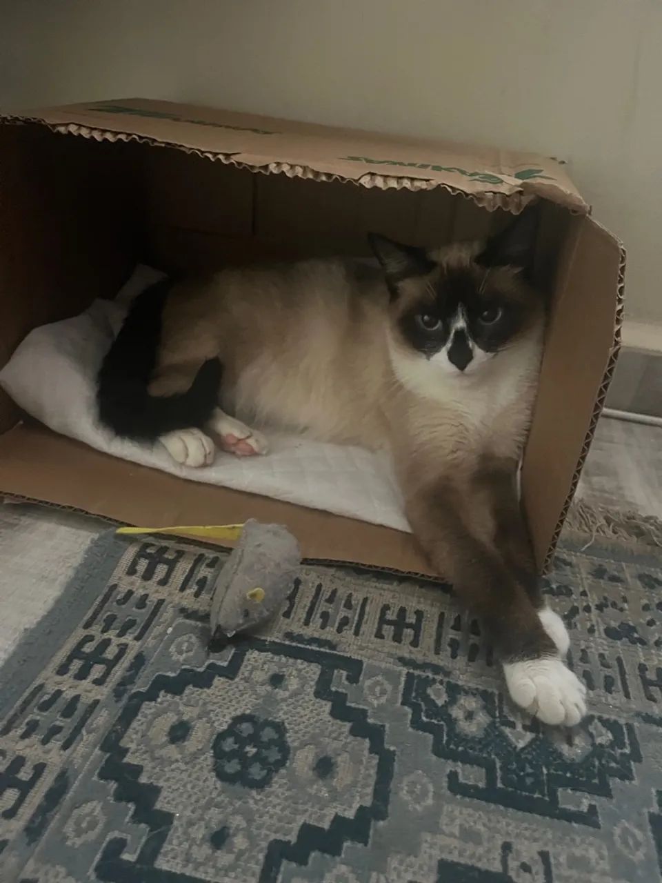 Gata fêmea castrada 