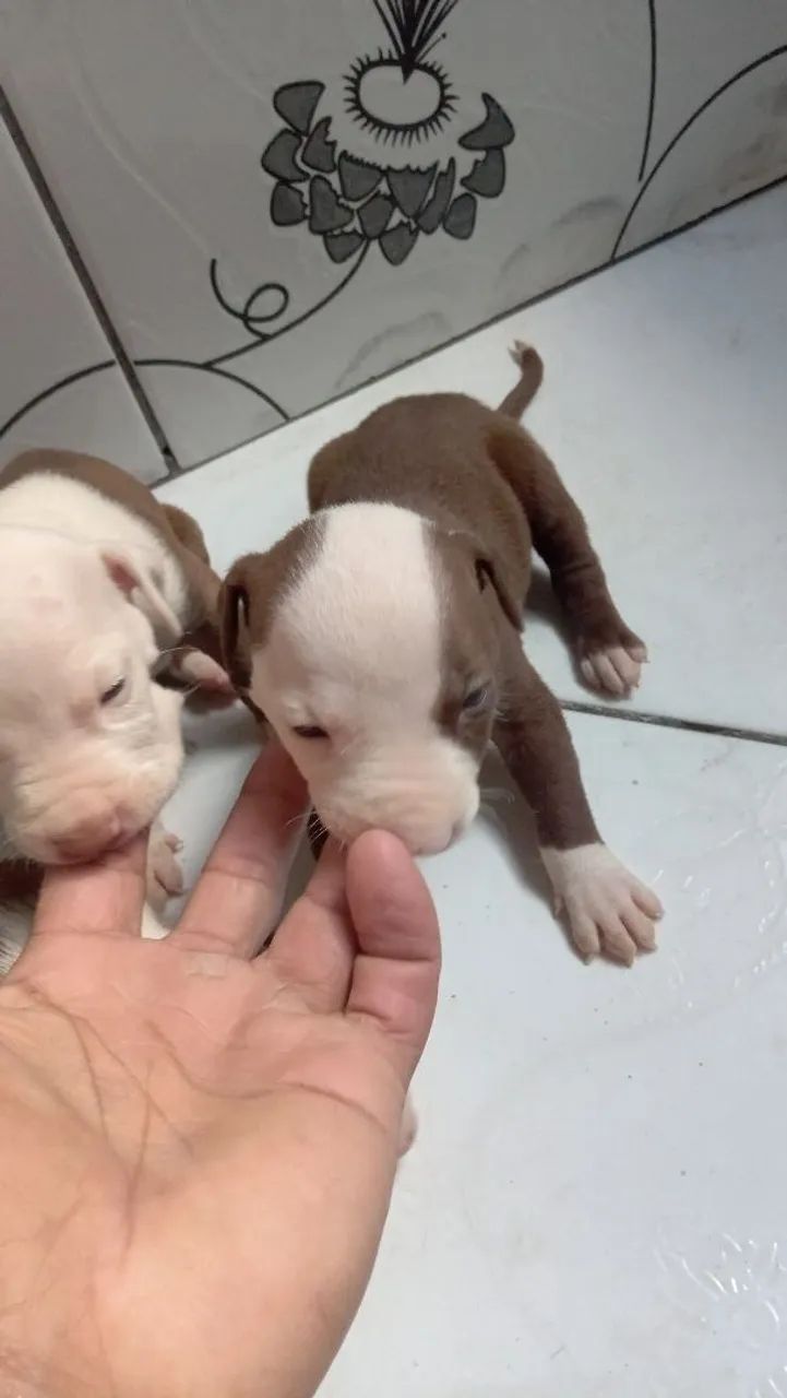 Filhotes de Pitbull